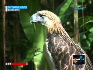 Kauna-unahang Philippine eagle na bred in captivity na si Pag-asa, may supling na