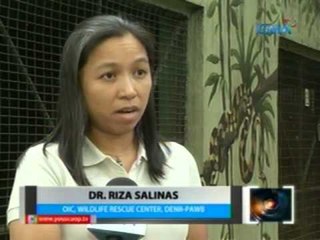 16-ft. na sawa, kinumpiska ng DENR mula sa isang bahay sa Mandaluyong