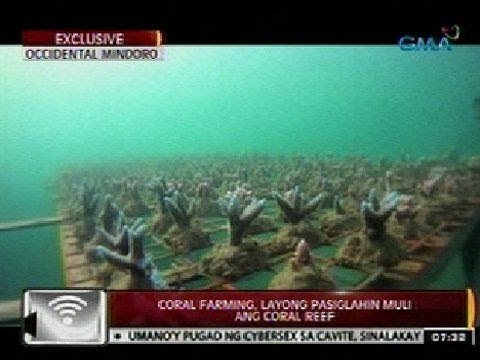 24Oras: Exclusive: Coral farming, layong pasiglahin muli ang mga coral reef