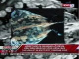 Shrimp farms, hirap magparami ng puting hipon dahil sa pagkalat ng White Spot Syndrome virus