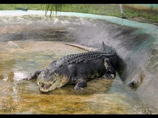 KMJS: Pagkamatay ni Lolong, isa pa ring misteryo