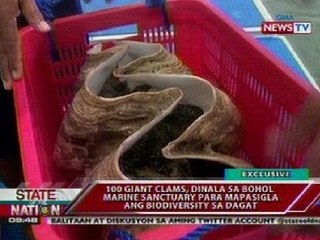 SONA: 100 giant clams, dinala sa Bohol Marine Sanctuary para mapasigla ang biodiversity sa dagat