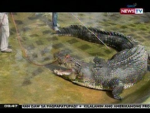 SONA: Cardiac arrest at pneumonia, ikinamatay ni Lolong base sa preliminary necropsy report