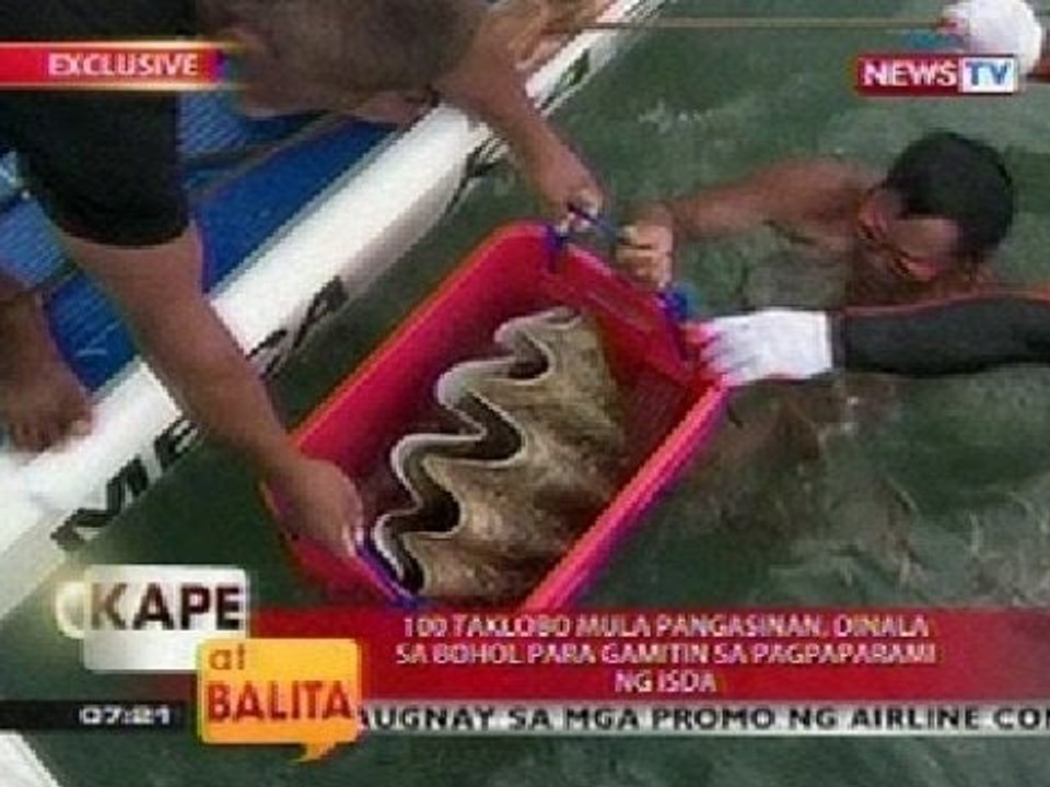 KB: 100 Taklobo mula Pangasinan, dinala sa Bohol para gamitin sa pagpaparami ng isda