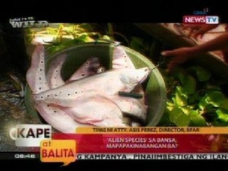 KB: Balitaktakan: 'Alien species' sa bansa, mapapakinabangan ba?