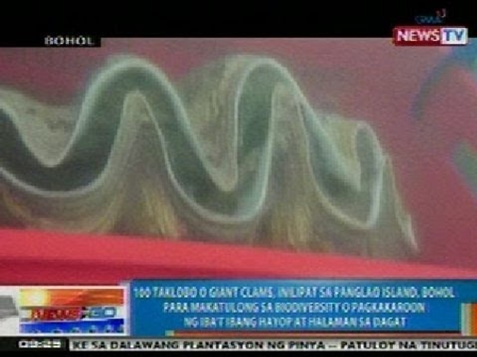 NTG: Exclusive: 100 Taklobo, inilipat sa Panglao Island, Bohol para makatulong sa biodiversity