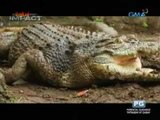 Born Impact: Doc Nielsen treats ailing crocodile