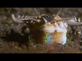 This Terrifying Worm Snatches Fish from the Ocean Floor