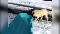 Dogs enjoing snow