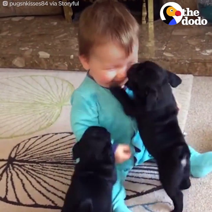 Kids doing fun with dogs