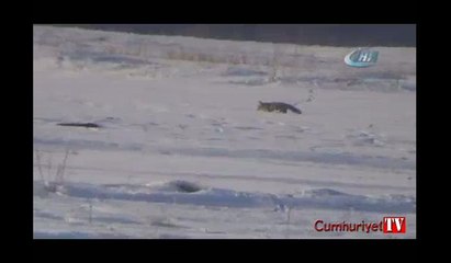 Tilkinin zorlu av macerası kamerada