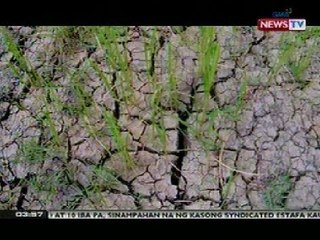 BP: Mga taniman sa Albay, nagbibitak-bitak na dahil sa mainit na panahon