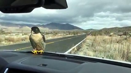 Cet oiseau est un gros dur... Non je bougerai pas de là mec!