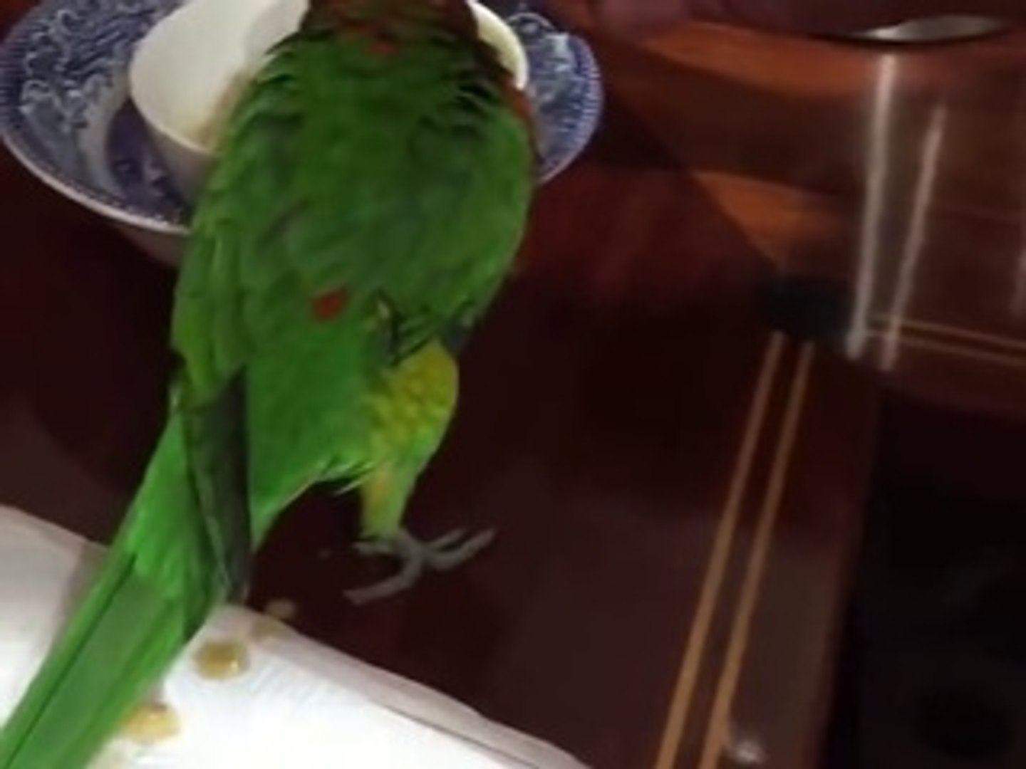 Ce Perroquet Aide A Nourrir Un Bebe Oiseau Incroyable Video Dailymotion