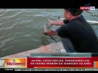 BT: 36 PHL Crocodiles, pinakawalan sa isang Marsh sa Siargao Island