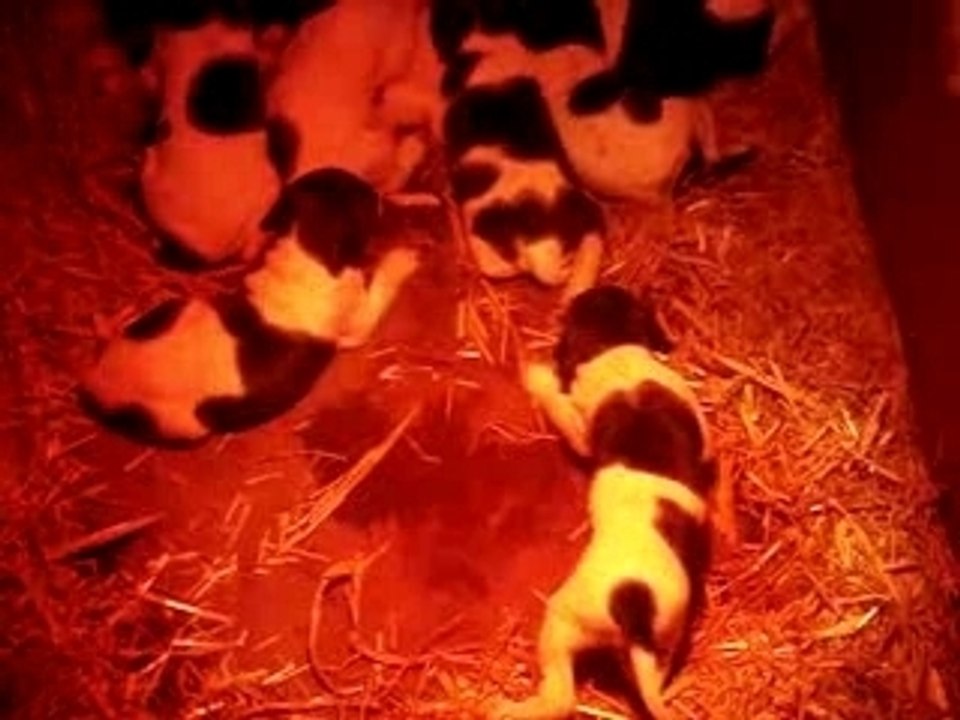 chiots pointer à 3 semaines