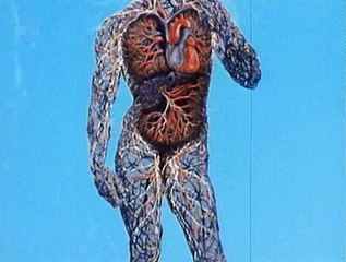 Esplorando il corpo umano - 16 - Il sangue