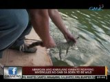 24Oras: 36 Philippine Crocodile, pinakawalan para paramihin