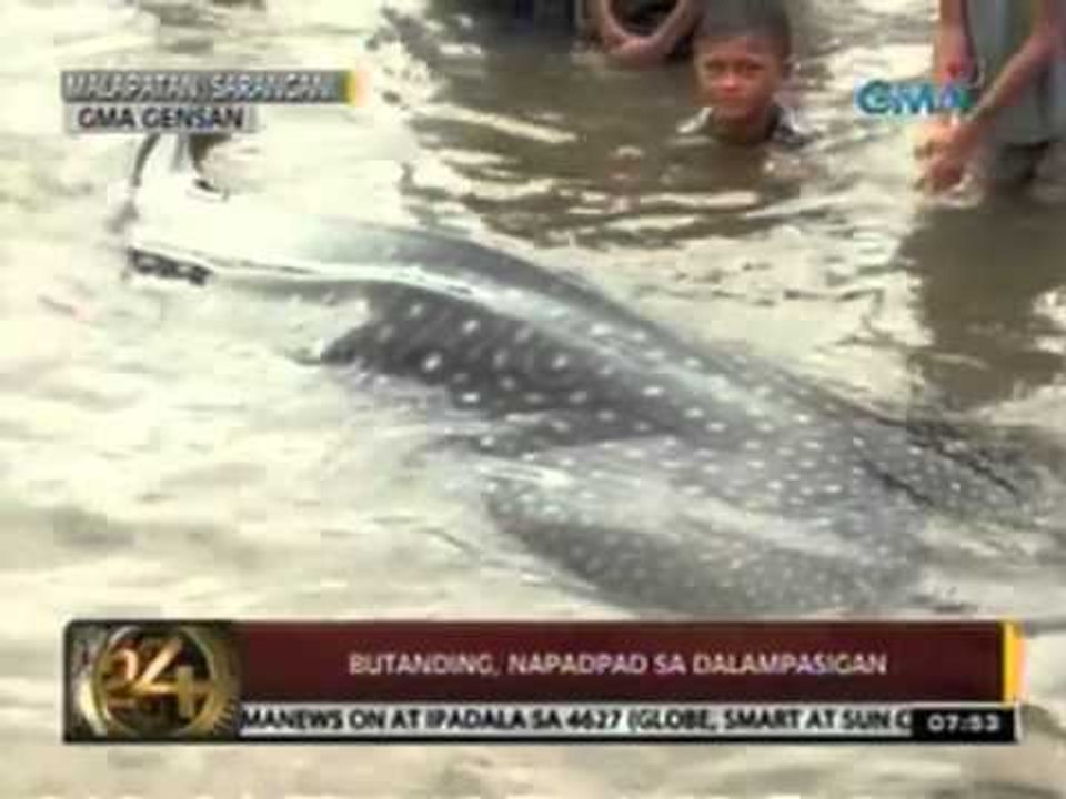 24 Oras: Butanding, napadpad sa dalampasigan sa Sarangani