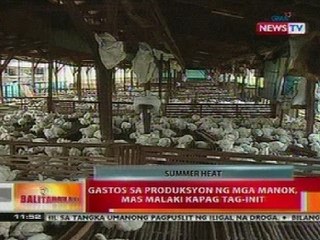 BT: Gastos sa produksyon ng mga manok, mas malaki kapag tag-init