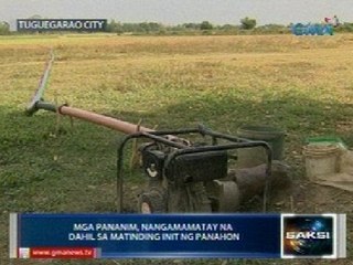 Saksi: Ilang pananim sa Tuguegarao, nangangamatay na dahil sa matinding init