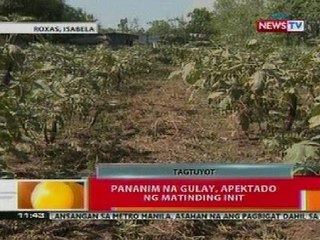 BT: Pananim na gulay, apektado ng matinding init