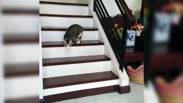 Ce chat amputé continue à vivre avec seulement deux pattes