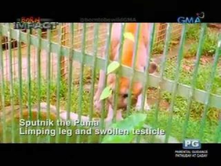 Born Impact: Doc Nielsen Donato treats a wounded puma