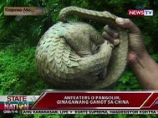 SONA: Anteaters o pangolin, ginagawang gamot sa China