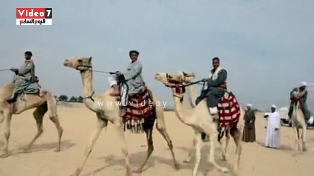بالفيديو.. انطلاق فعاليات مهرجان الهجن بقرية النمسا جنوب الأقصر