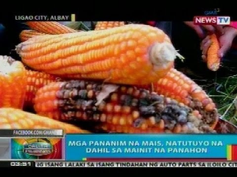 BP: Mga pananim na mais sa Ligao City, Albay, natutuyo na dahil sa mainit na panahon