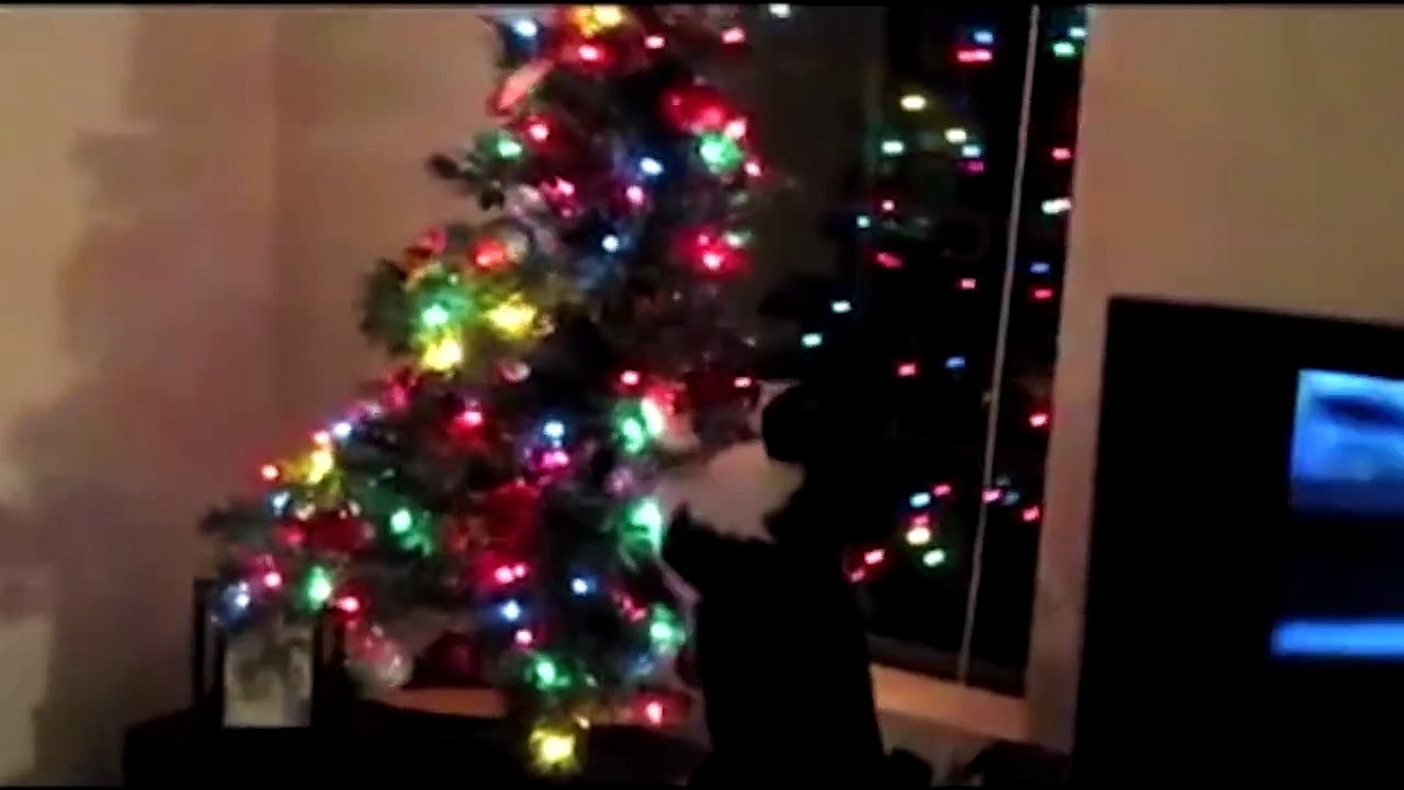 c'est chat noël