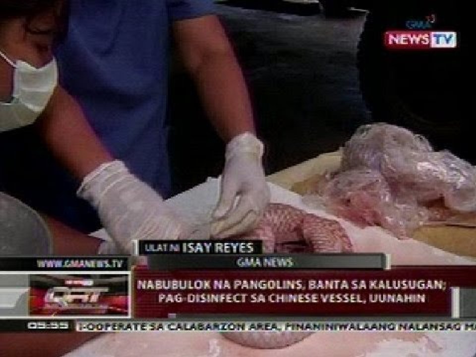 QRT: Nabubulok na pangolins, banta sa kalusugan