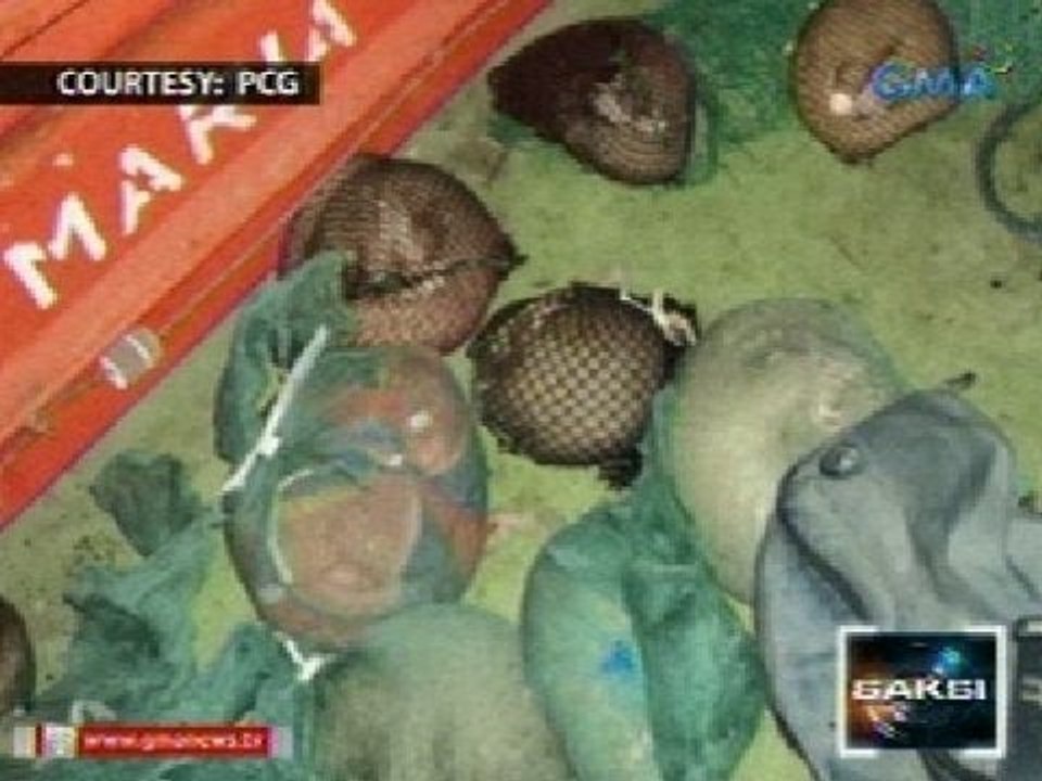 Saksi: 23 pangolin, nasabat ng Philippine Coast Guard sa isang cargo ship sa Coron