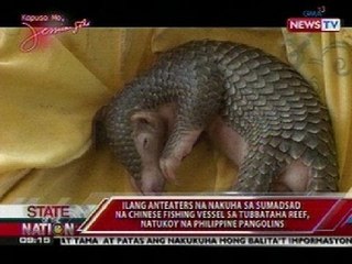 Ilang anteaters na nakuha sa sumadsad na Chinese fishing vessel, kumpirmadong Palawan pangolins