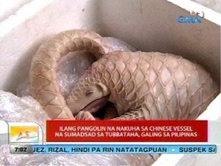 UB: Ilang pangolin na nakuha sa Chinese vessel na sumadsad sa Tubbataha, galing sa Pilipinas