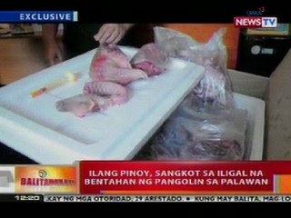 BT: Ilang Pinoy, sangkot sa iligal na bentahan ng pangolin sa Palawan