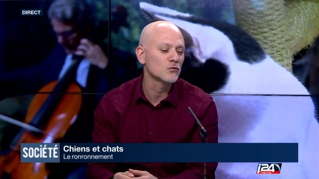 Chiens et Chat : le ronronnement