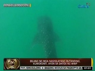 24Oras: Bilang ng mga nasisilayang butanding sa Sorsogon, kumokonti, ayon sa WWF