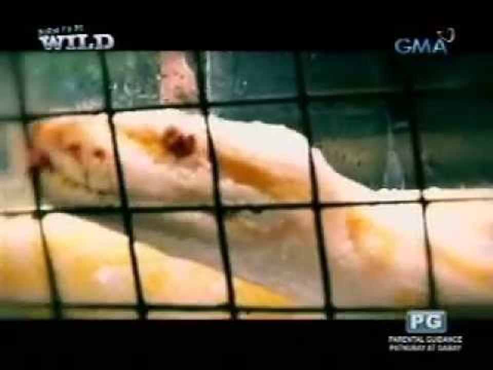 Doc Nielsen Donato operates on a Burmese Python
