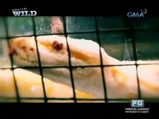 Doc Nielsen Donato operates on a Burmese Python