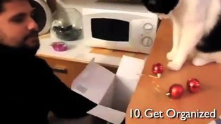 Cats Demonstrate Common New Year’s Resolutions - Funny Videos at Videobash