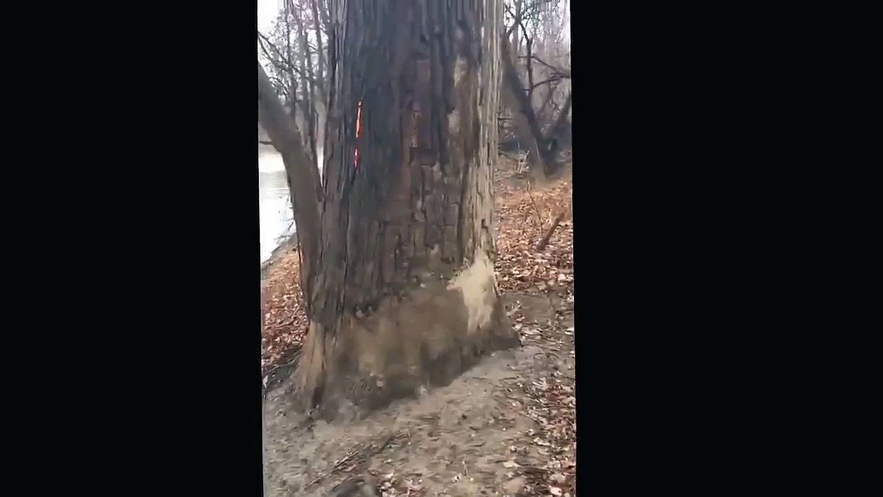 A Mysterious Fire In The Trunk Of A Tree, Any idea???