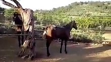Horse Eats Chicken-ZnYNmGMsU18-HQ