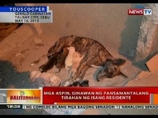 BT: Mga aspin sa Cebu, ginawan ng pansamantalang tirahan ng isang residente