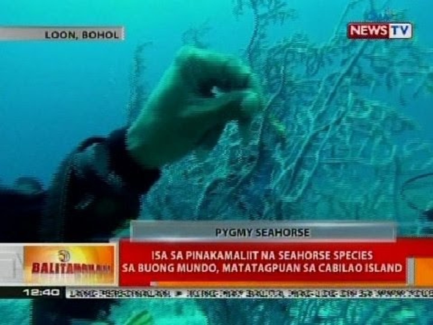 BT: Isa sa pinakamaliit na seahorse species sa buong mundo, matatagpuan sa Cabilao Island, Bohol