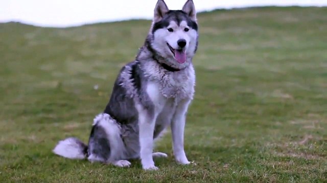 Golden Retriever Dog, Alaskan Malamute Dog and Bulldog