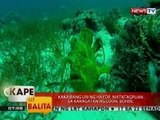 KB: Kakaibang uri ng hayop, matatagpuan sa karagatan ng Loon, Bohol