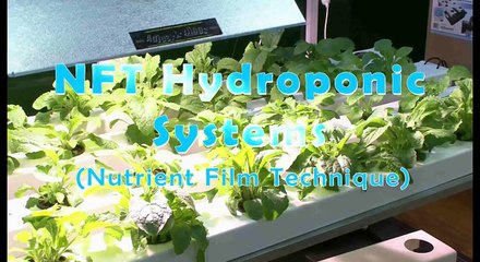 How does Nutrient Film Technique NFT Hydroponics work