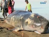24 Oras:  Mga sugatang marine mammals, sunud-sunod na napadpad sa Sarangani Bay